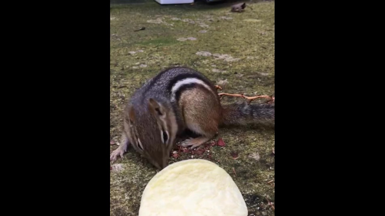 andreea romaniuc add chipmunk porn photo
