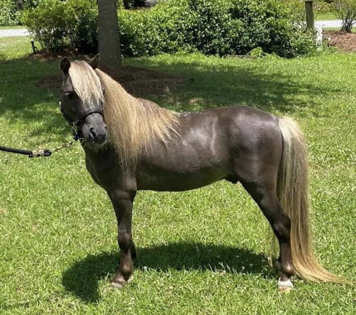 Mini Stallion Bbc dragon ball z gentai tanya midget porn